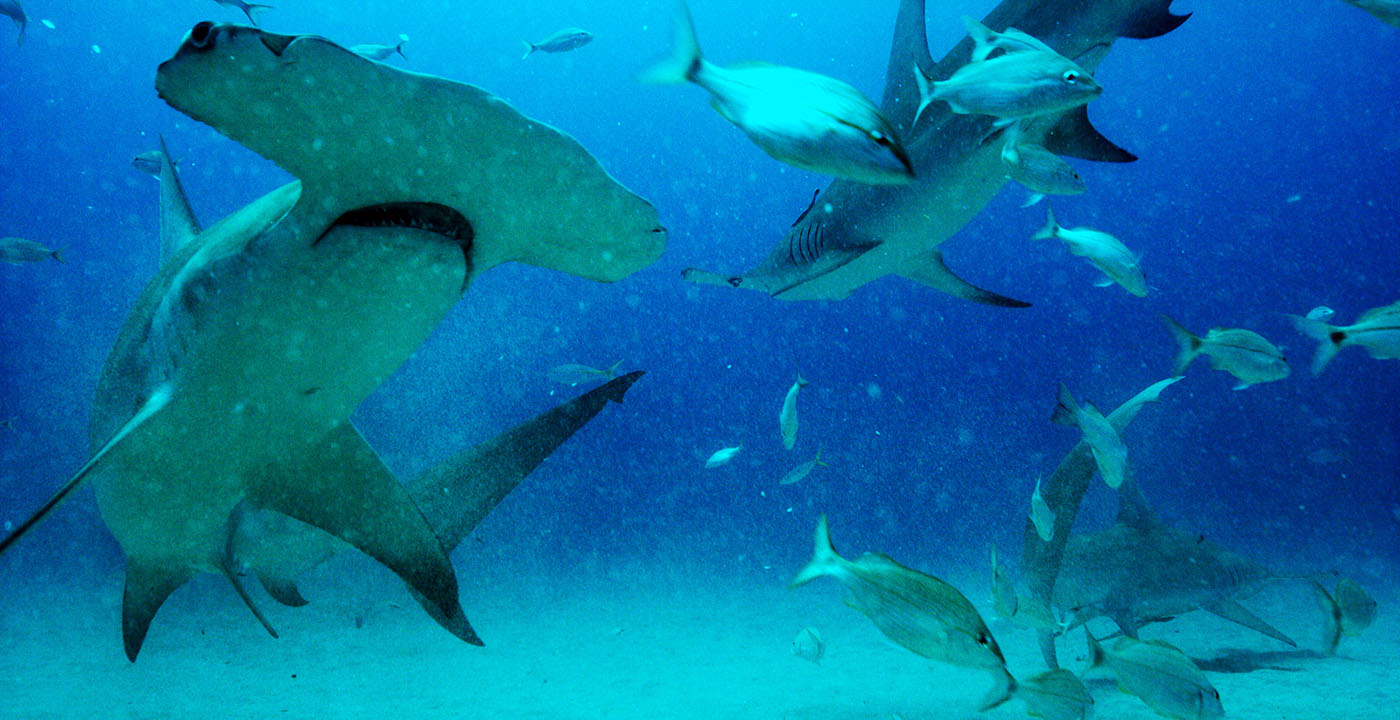 Sharkwater_Photo_Robe Stewart