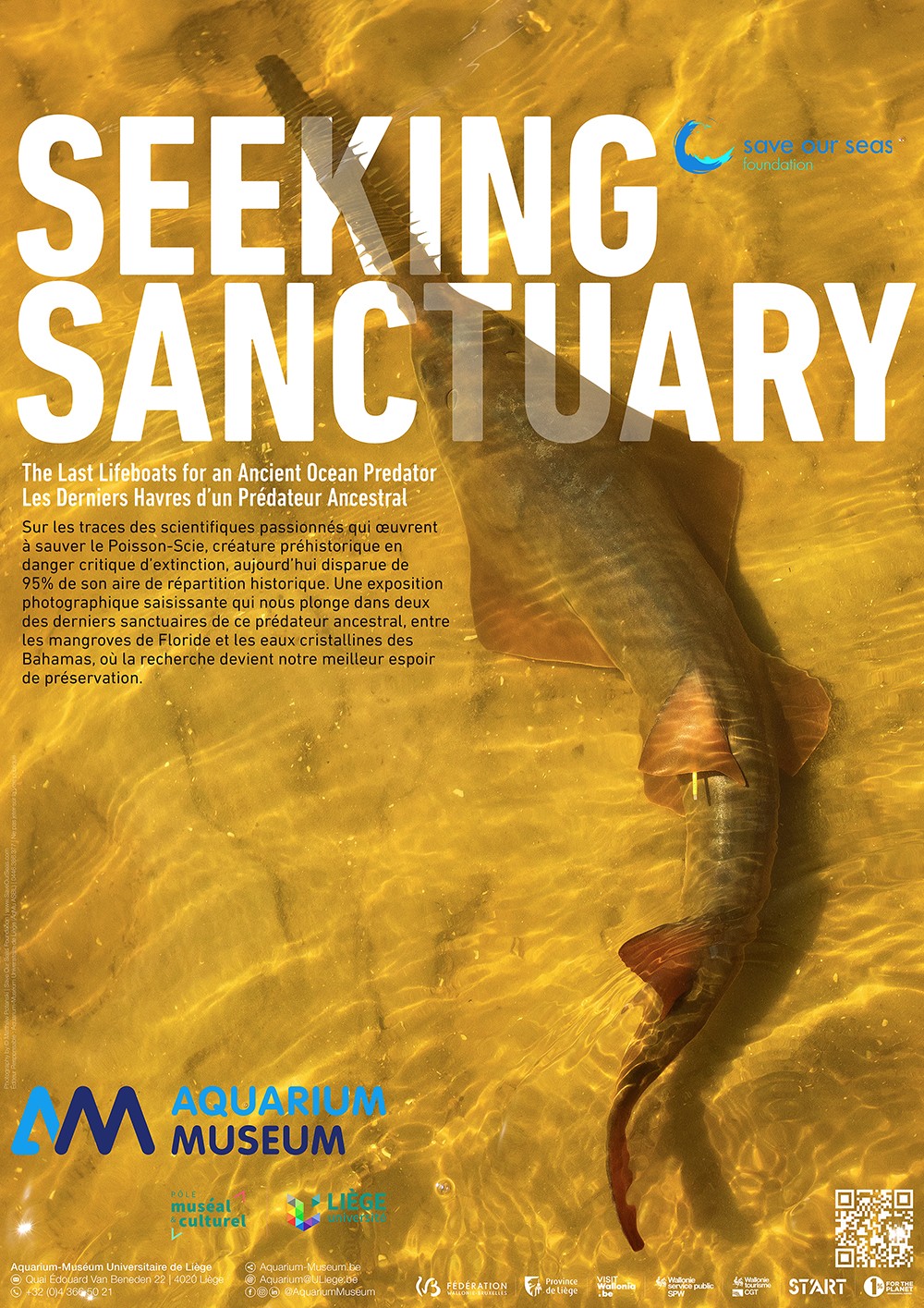 Affiche Seeking Sanctuary for Sawfish
