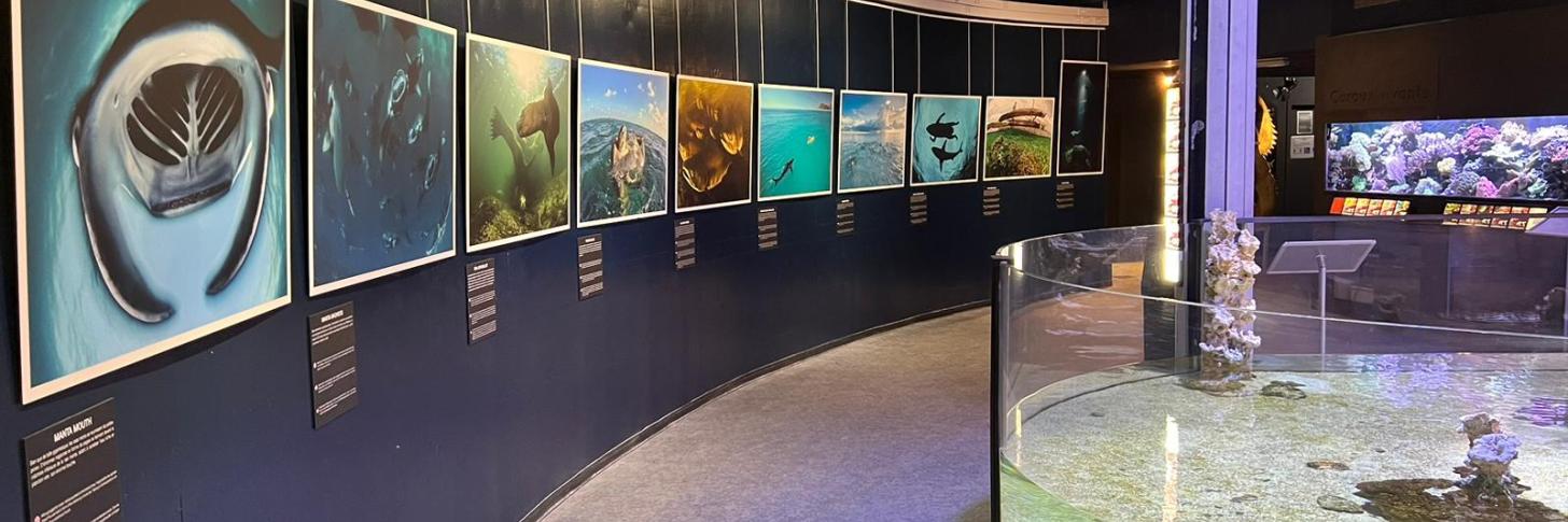 Photo de l'exposition "Wild Seas, Secret Shores"
