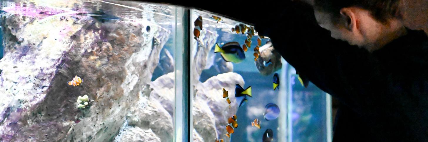 Nourrissage à l'aquarium de Liège