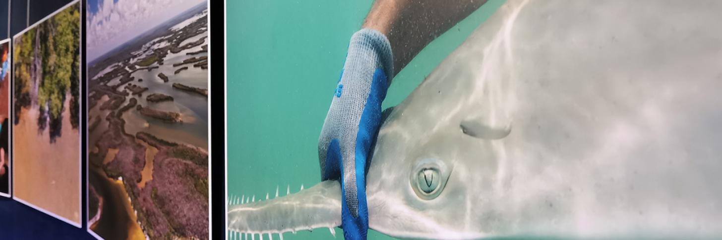 Seeking Sanctuary for Sawfish