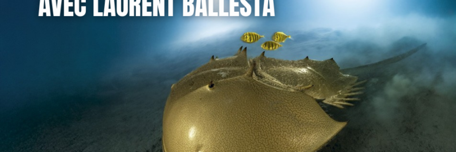 Loin du Ciel, conf&eacute;rence avec Laurent Ballesta