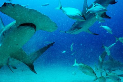 Sharkwater_Photo_Robe Stewart