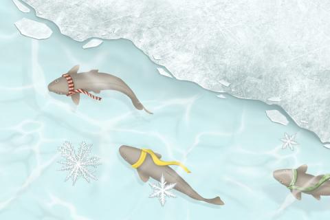 Les secrets de l'hiver sous l’eau