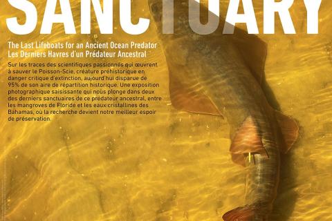 Affiche Seeking Sanctuary for Sawfish