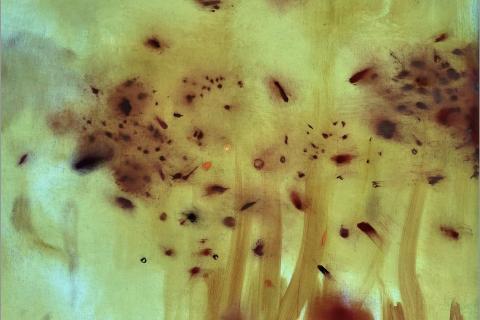 visuel :  Ostrica Audace (d&eacute;tail), 2026, Huile et collage sur toile, 210 x 260 cm&shy;